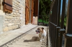 Chien
