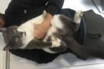 Chien
