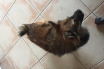 Chien