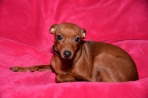 Chien