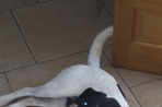 Chien