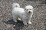 Chien