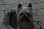 Chien