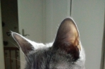 Chien