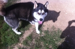 Chien