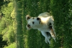 Chien