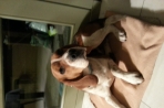 Chien