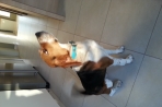Chien