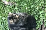 Chien