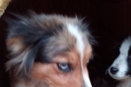 Chien