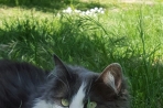 Chien