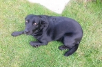 Chien