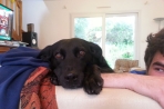 Chien