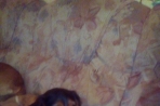 Chien