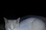 Chien