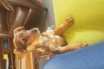 Chien