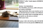 Chien