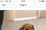 Chien