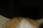Chien