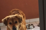 Chien