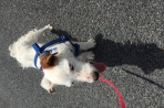Chien