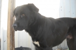Chien