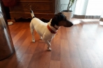 Chien