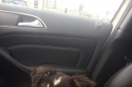Chien