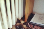 Chien