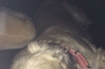 Chien