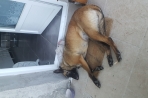 Chien