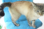 Chien