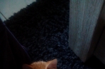 Chien