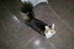Chien