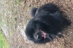 Chien