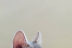 Chien