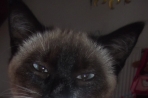 Chien