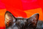 Chien