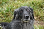 Chien