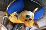 Chien