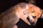 Chien