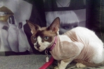 Chien