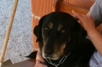 Chien