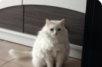 Chien