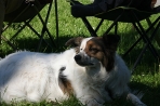 Chien