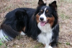 Chien