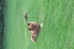 Chien
