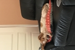 Chien