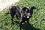 Chien