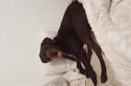 Chien